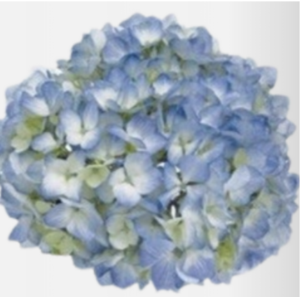 Hydrangea Blue - Premium